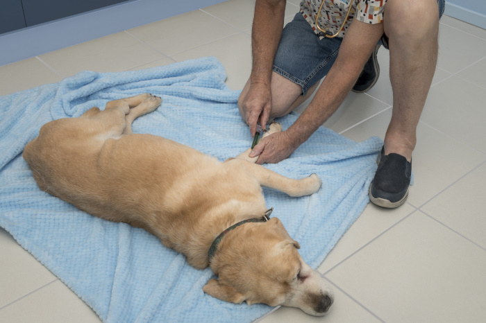 At Home Euthanasia